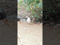 Birds #nature #environment #birds #naturelovers #bird #river #australia #usa #education #emotional