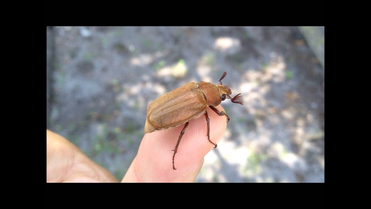 スロー飛行シーンあり コガネムシ カナブン 接写 昆虫好きの方 どうぞ Youtube