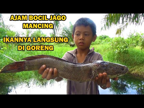 Bocil Mancing Ikan Besar di Rawa Sempit