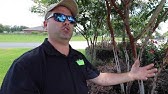 2014 04 02 10 35 Current Situation on Crape Myrtle Bark Scale - YouTube
