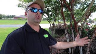 How to treat Crape Myrtle Scale