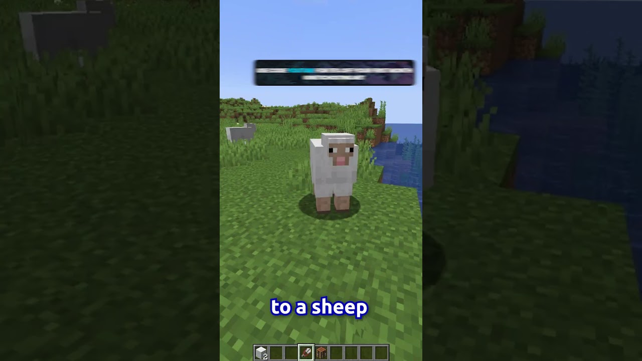 How To Shear Sheep