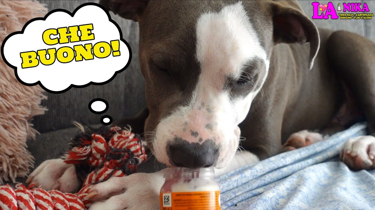 SPESA ALIMENTARE ONLINE SVUOTA LA SPESA ESSELUNGA A CASA LA NOSTRA SPESA By Nika