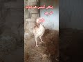 شوقین لوگ ھاضری لگواو#aseel #aseelchicken #royalaseel #aseelfarming #farmvlog #viralvideo