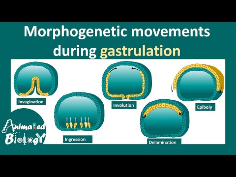 Video: Hvilken type cellebevægelse blev observeret under gastrulation?