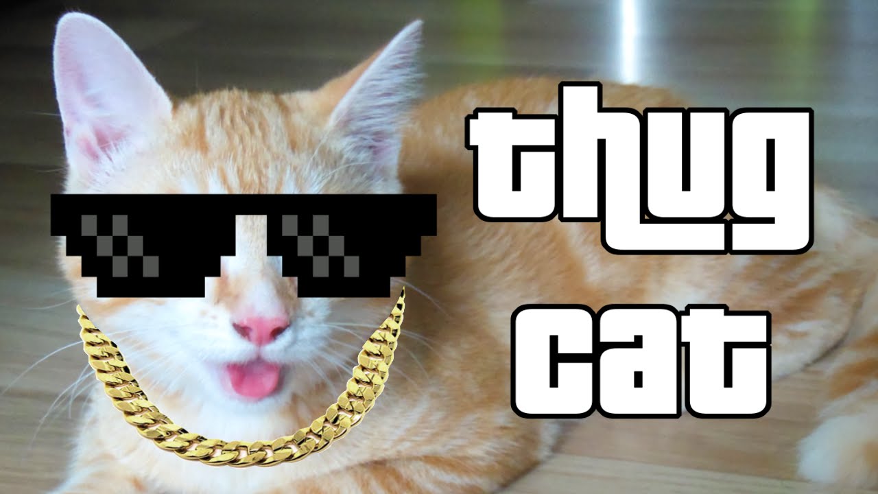 Включи видео cat nap. Кот Thug Life. Мемы симулятор кота. Thug Life c котом. Cat Thug Life car.