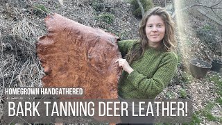 Making Deer Leather using Acorns and Oak Bark! by Homegrown Handgathered 6,466 views 1 month ago 17 minutes