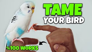 Download Lagu Hoe je je vogel temt (EENVOUDIG, stap voor stap) MP3