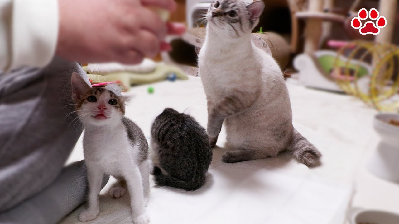 子猫のミルクが飲みたい先輩猫、健気に列に並んでしまう【瀬戸のきなこ