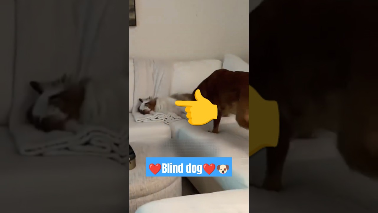 Loving blind dog 🐶😎❤️ #dog #cute #love #blinddog