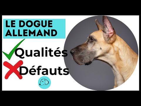 Vidéo: Comment mesurer la hauteur d'un dogue allemand