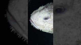 El Asombroso Pez Gota