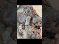 Awesome piece of chalcedony 👀👀👀 #rocks #shorts #chalcedony