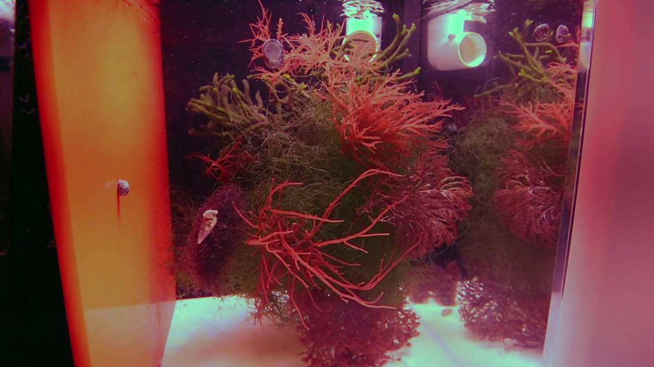best refugium best refugium