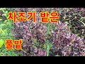 차조기 밭 3번 메었는데 다시 풀밭...