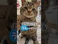 何を聞いても「うん」と答える猫ハチ