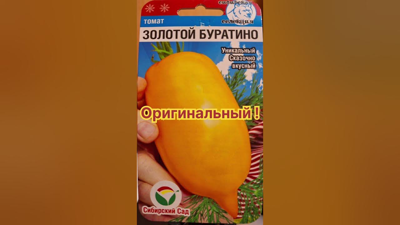 Yellow Tomato BURATINO 10 Heirloom Vegetable Seeds-Rare Etsy