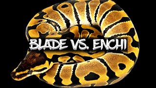 Celebrity The 'Blade' vs 'Enchi' Ball Python Wealth