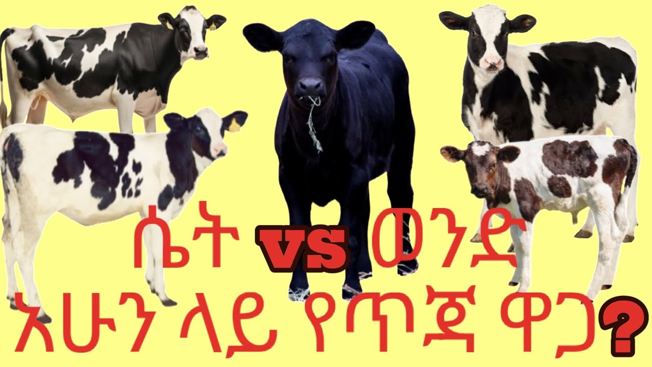 ምን ያዋጣል ?የወንድ እና ሴት ጥጃ ዋጋ?