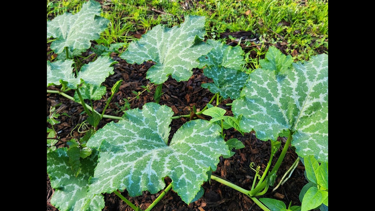 Florida Plant Profile #3: Seminole Pumpkin