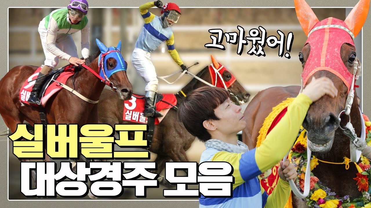 한눈에 보는 실버울프 대상경주