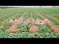 Melon farming in punjab pakistan  kharbooza ki kasht  village life 4k