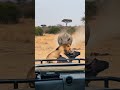 Nobody Messes With a Charging Rhino 😨 #shorts