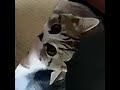萌竉的迷思68  監控追蹤 #funny #搞笑 #幽默 #cat #人生 #喵喵 #喵星人 #cute#反應#迷思 #搞笑 #幽默#小奶猫