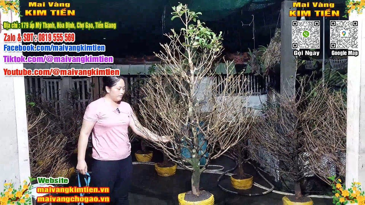 Cây Mai Giảo Thủ Đức Đẹp Tàng Tròn Mai Vàng Kim Tiền Chợ Gạo
