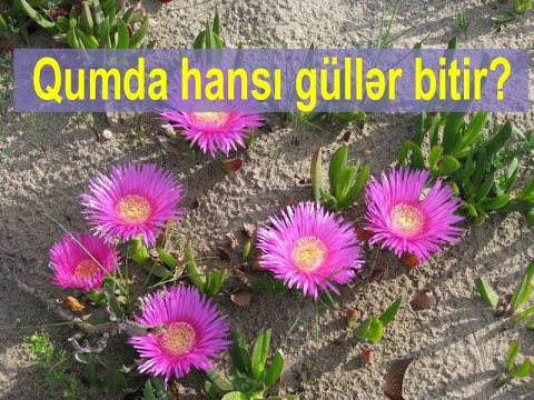 Video: Bağda Payızda Hansı çiçəklər əkiləcək