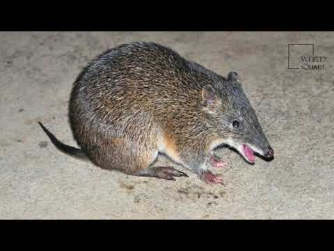 interesting-facts-about-southern-brown-bandicoot-by-weird-square