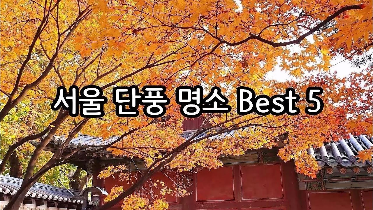 [서울단풍명소 Best 5] Seoul Autumn Leaves Best 5 - YouTube