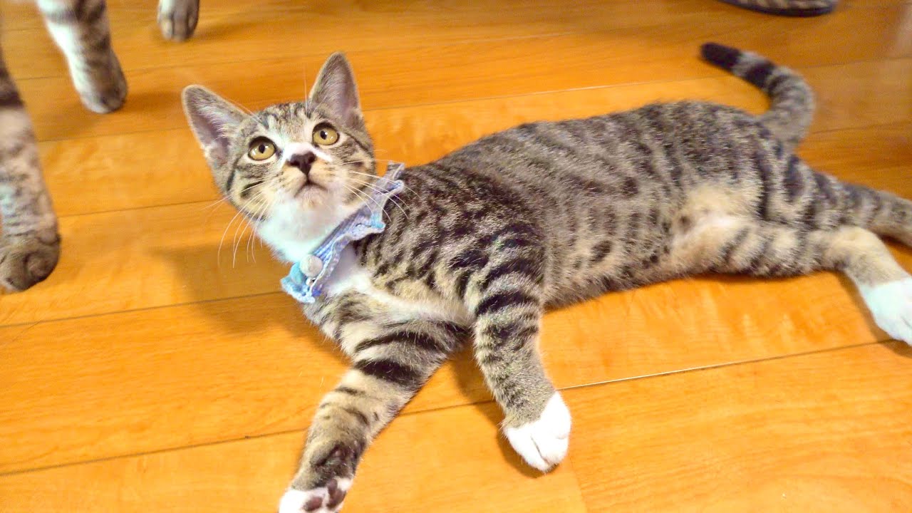 Many Changes at Growth of 5-month-old Kitten - YouTube