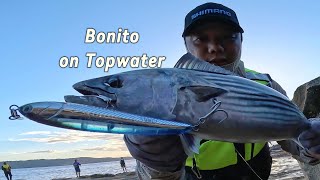Topwater Bonito