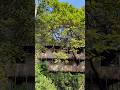 Tree House | Mayapur | Weekend Tour | 2025 |