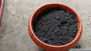 99% Success Rate On Propagating Asiatic Jasmine... Anie Bangs...