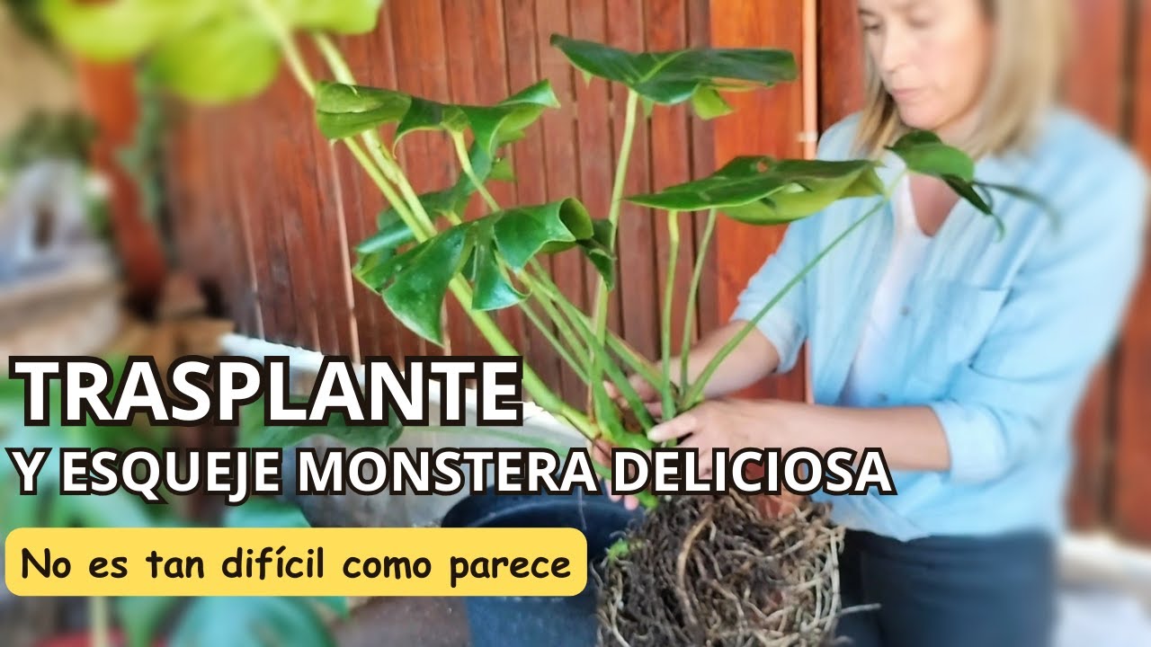 philodendron gloriosum x asplundii Philodendron Gloriosum