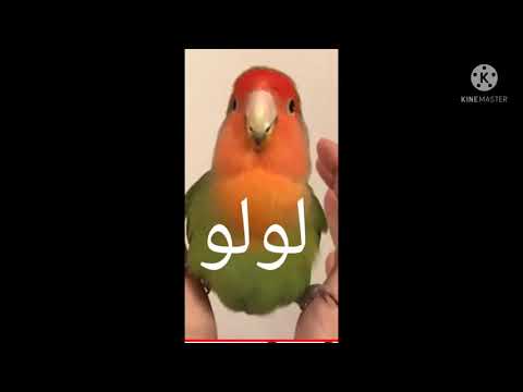 اجمل اسامي عصافير روز