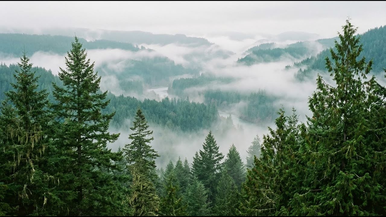 2 Hours Deep Forest Ambience 🌲 Focus Music for ADHD & Concentration 🎧 Study, Work, Relax