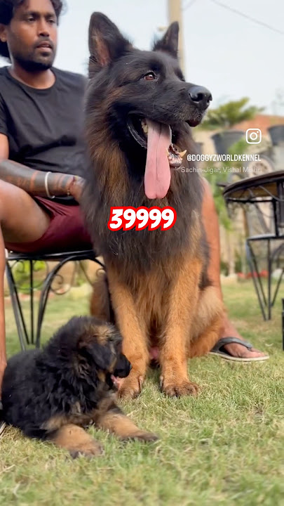 9999 😳 German shepherd female puppy price in India 9728011133 #gsd #germanshepherd
