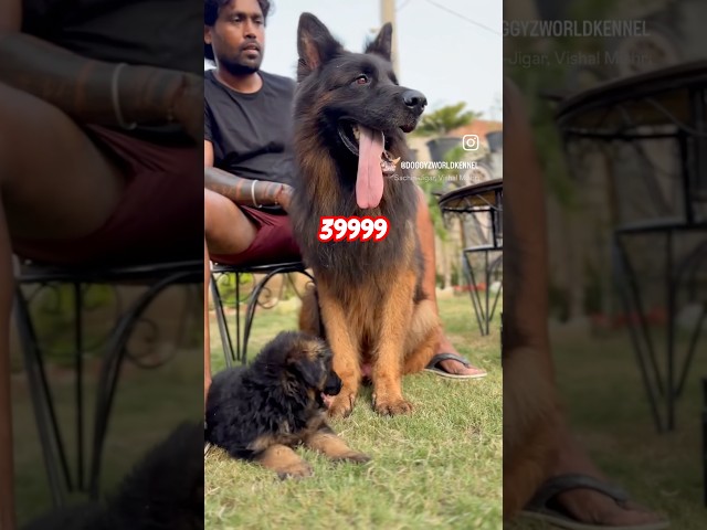 Affordable German Shepherd Puppies: Find the Best Price 3 sddefault