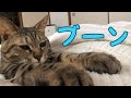 私の朝の至福のとき〜ゴロゴロ音とお手手のコンボ〜
