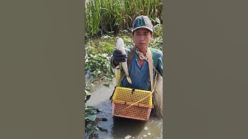 xiệt ếch gặp cá lóc bự to hên quá