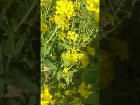 الربيع بعد سنين عجاف