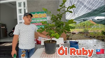 🔴 LÝ DO ỔI RUBY KHÔNG ĐẬU TRÁI & CÁCH KHẮC PHỤC ✅ CGTP 0909225633 • 0904072565 • 0335888039