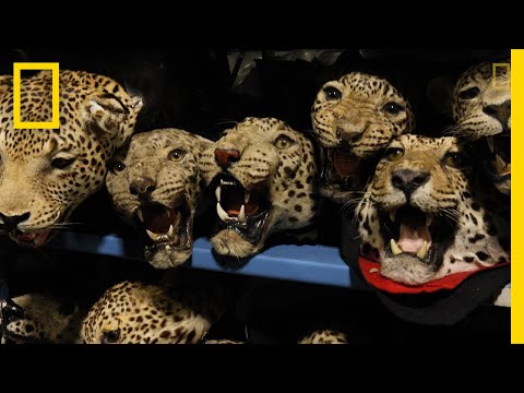 Inside the Black Market Sale of Jaguar Parts | National Geographic - Inside the Black Market Sale of Jaguar Parts | National Geographic