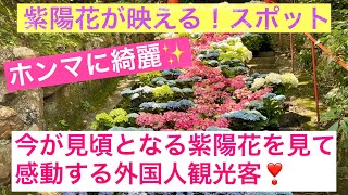 2026年6月12日 【ホンマに綺麗✨な京都】今が見頃となる紫陽花を見て感動する外国人観光客❣️【柳谷観音 楊谷寺】