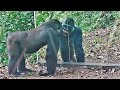 a blackback gorilla makes some crazy faces at his reflection during learning in the mirror