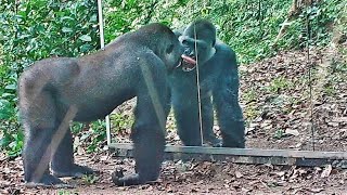 A Blackback Gorilla Makes Some Crazy Faces At His Reflection During Learning In The Mirror