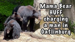 Gatlinburg Bears / Mama Bear Huff Charging a man / Smoky Mountains Tennessee